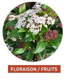 Floraison/ Fruit 