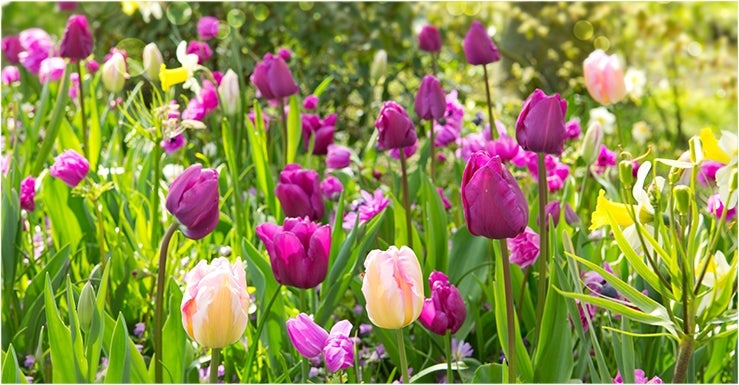 Entretenir ses tulipes fleuries au jardin
