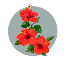 AUTRES HIBISCUS