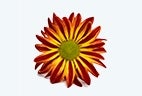 Le Gazania