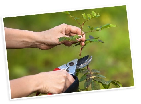 Conseil n°6 : éliminez les boutons floraux